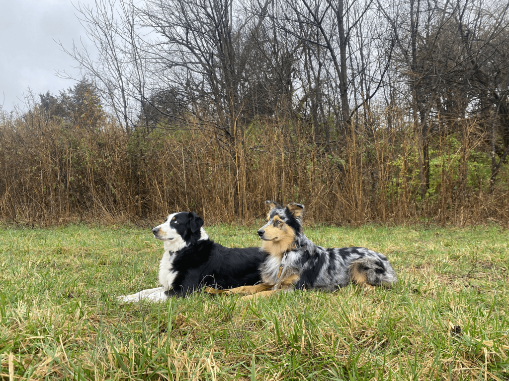 dogs laying in field