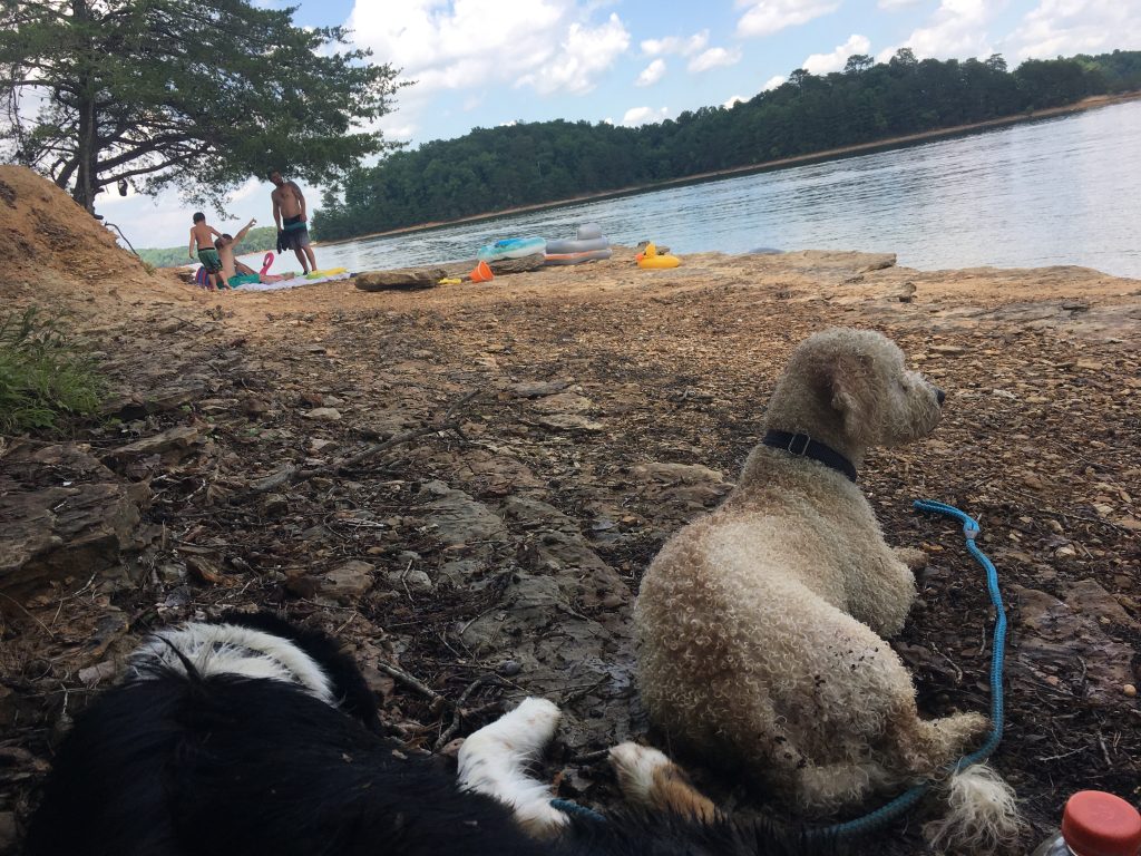 dogs laying by lake
